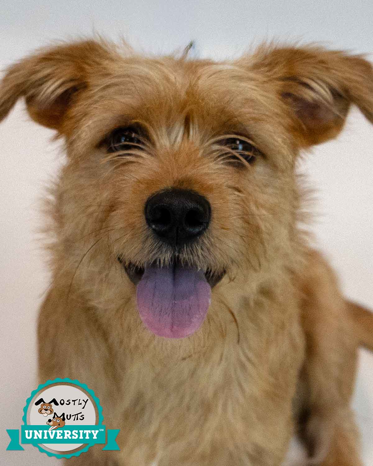 Hamilton - Terrier