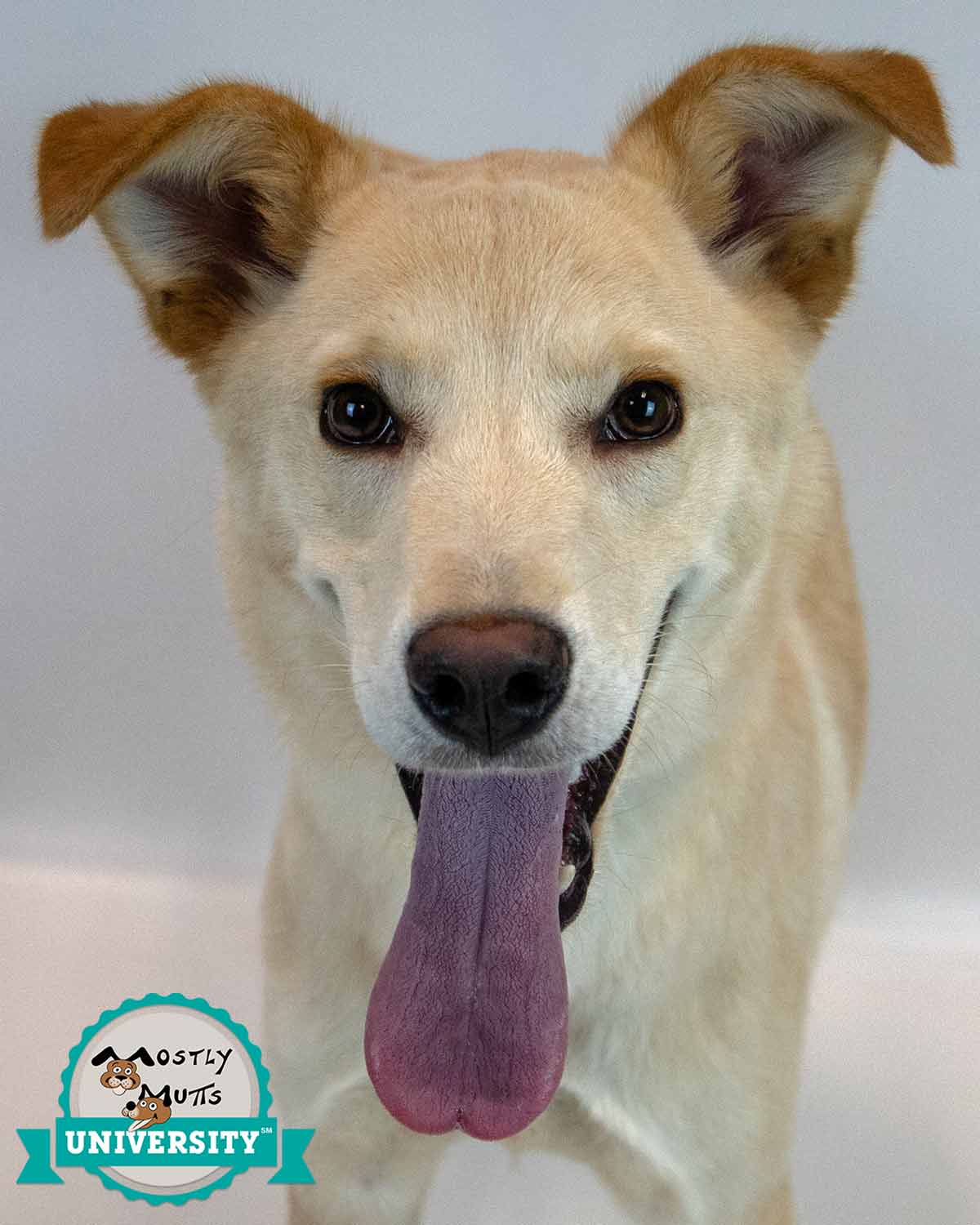 Duke - Retriever