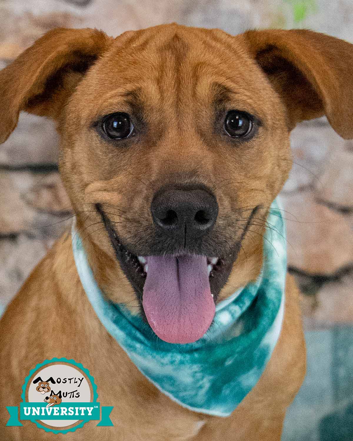 Tonya - Labrador Retriever