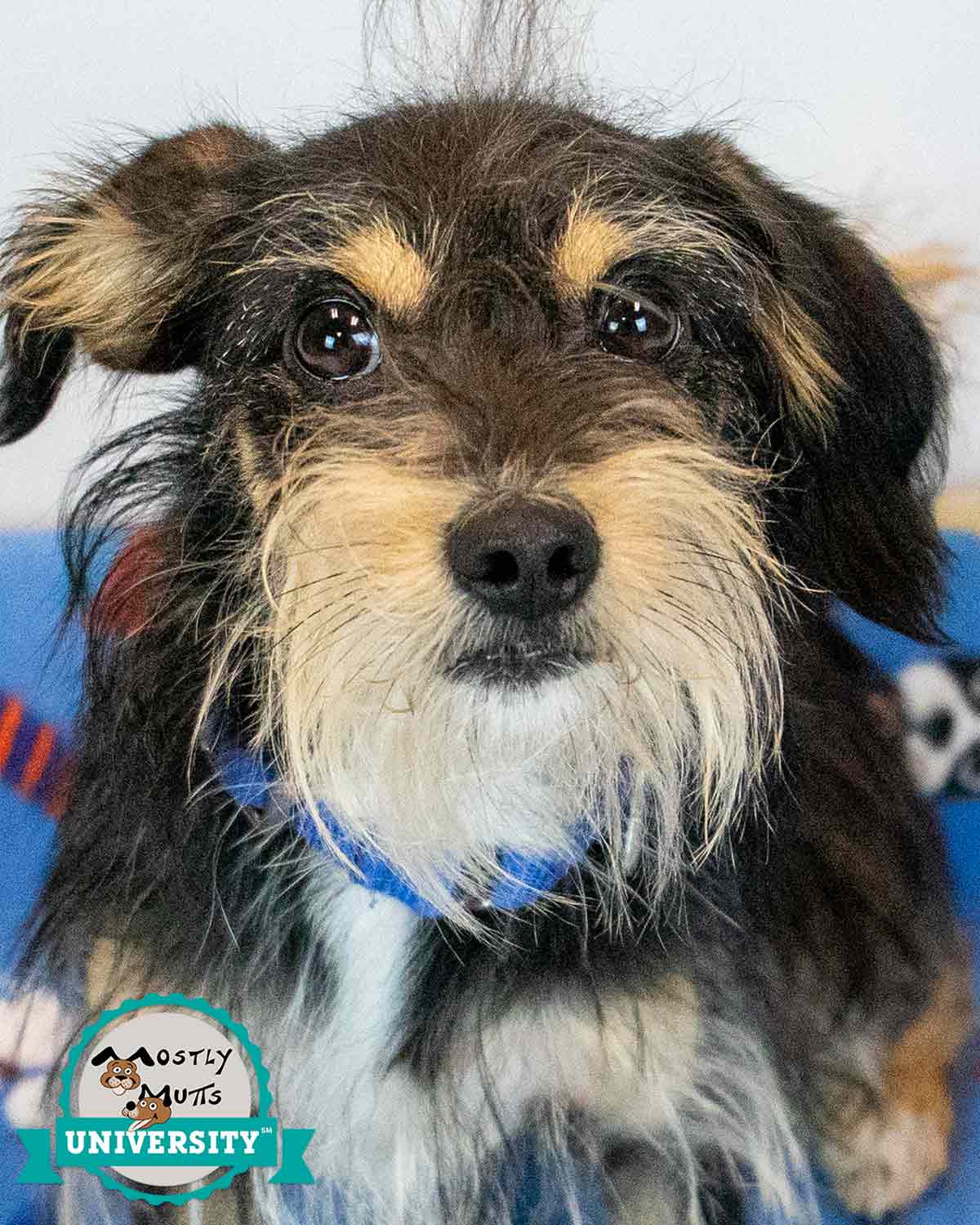 Chase - Dachshund