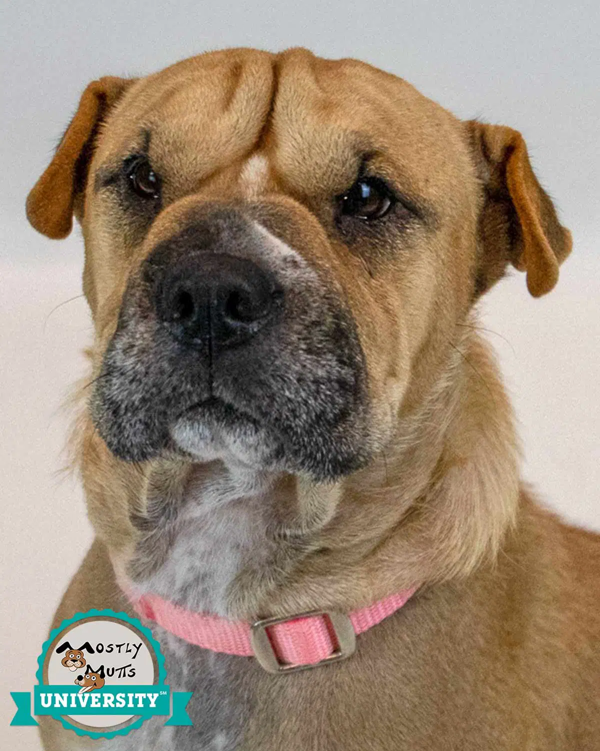 Empress - Shar Pei