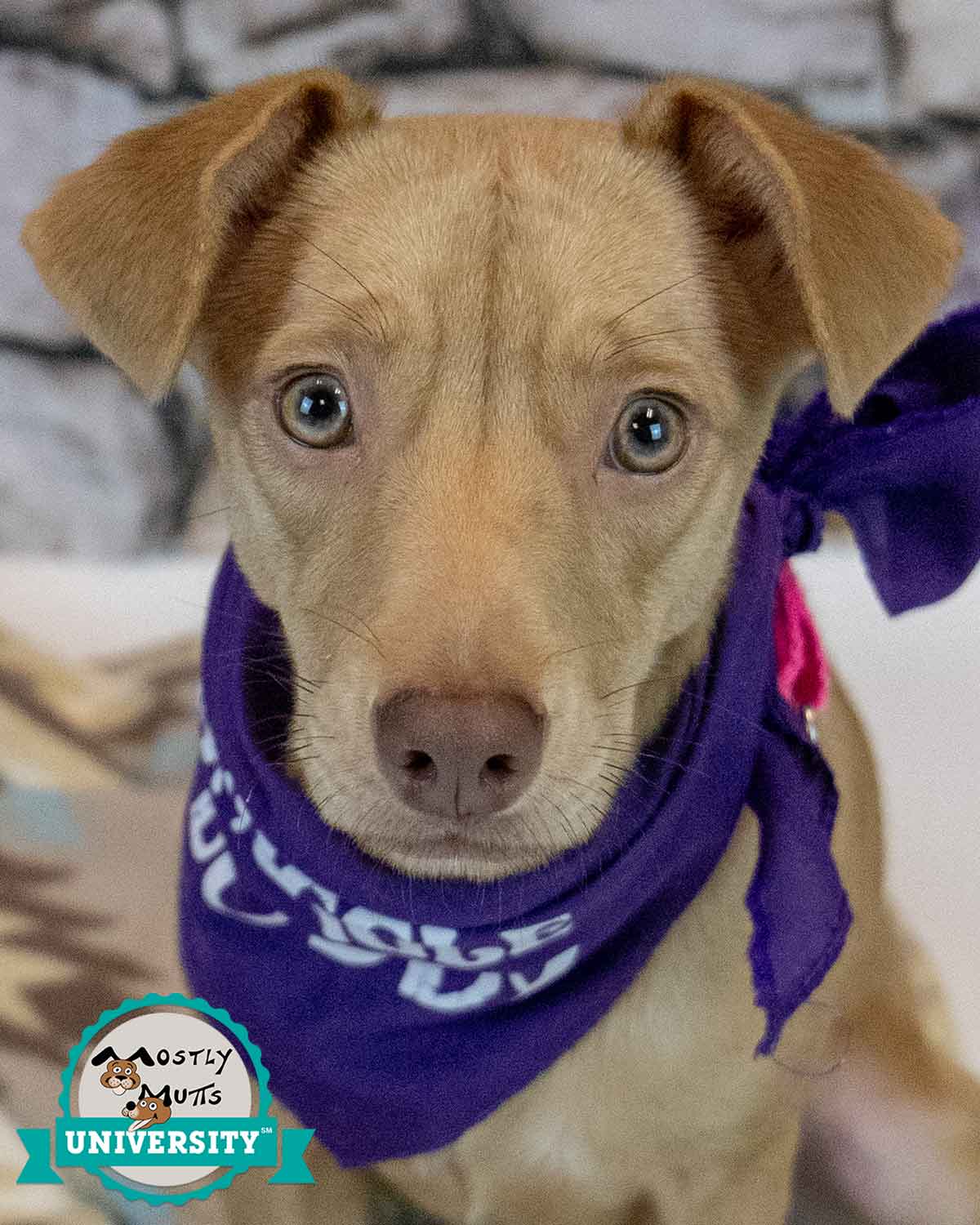 Cheyenne - Terrier
