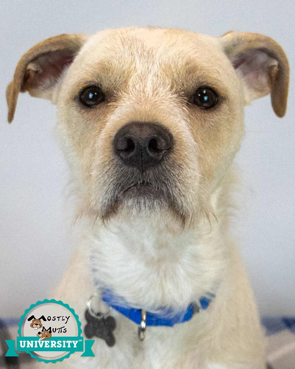 Butters - Terrier
