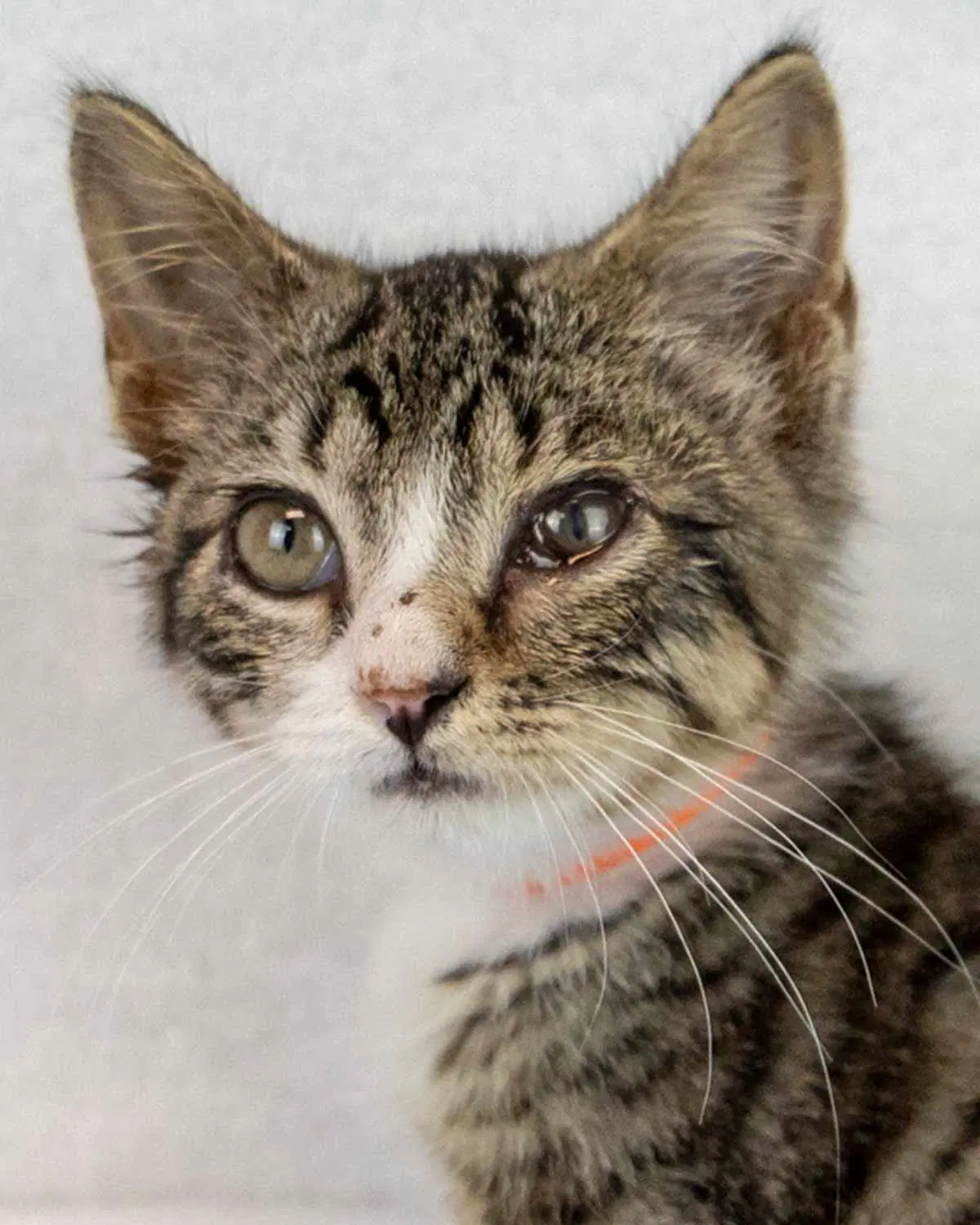 Dory - Domestic Short Hair