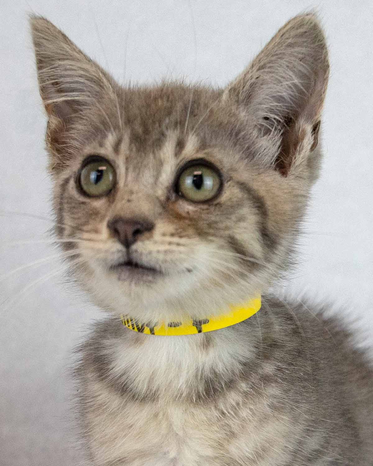 Elliot - Domestic Short Hair