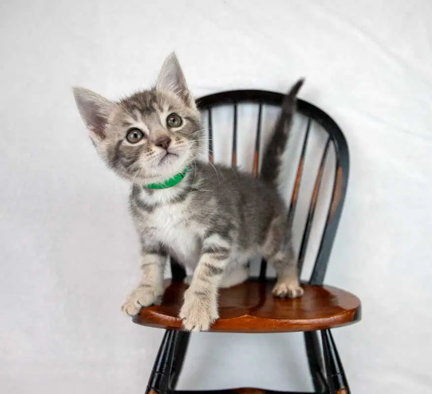 Turk - Domestic Short Hair