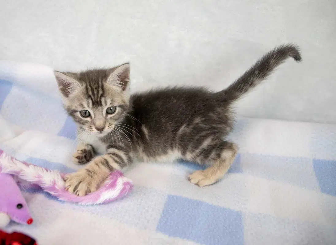 Turk image 4