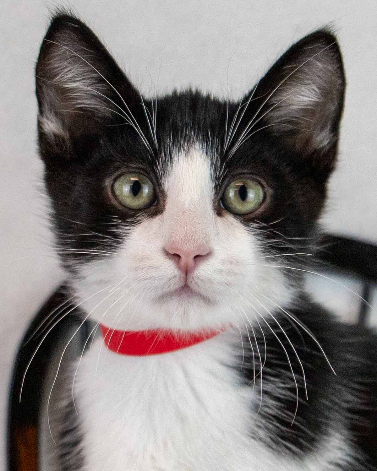 Pecan - Domestic Short Hair