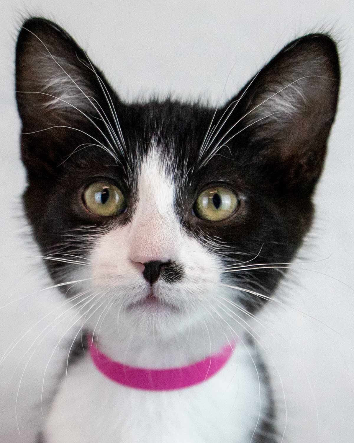 Pistachio - Domestic Short Hair