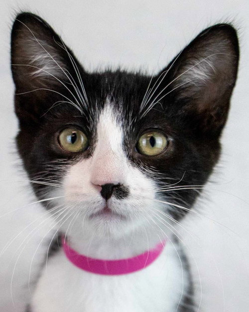 Pistachio, a cat for adoption from Mostly Mutts Animal Rescue & Adoption, Inc.