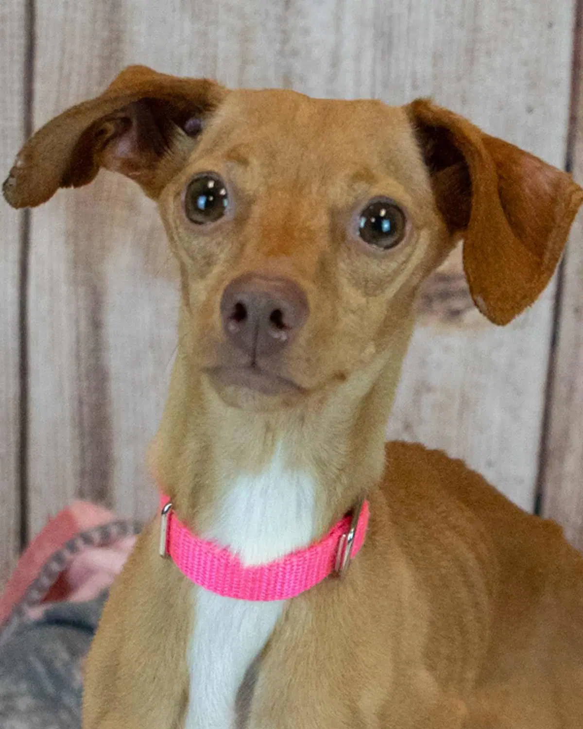 Sparrow - Italian Greyhound