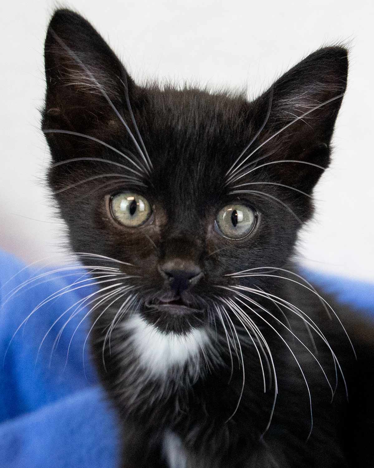 Leland - Domestic Short Hair