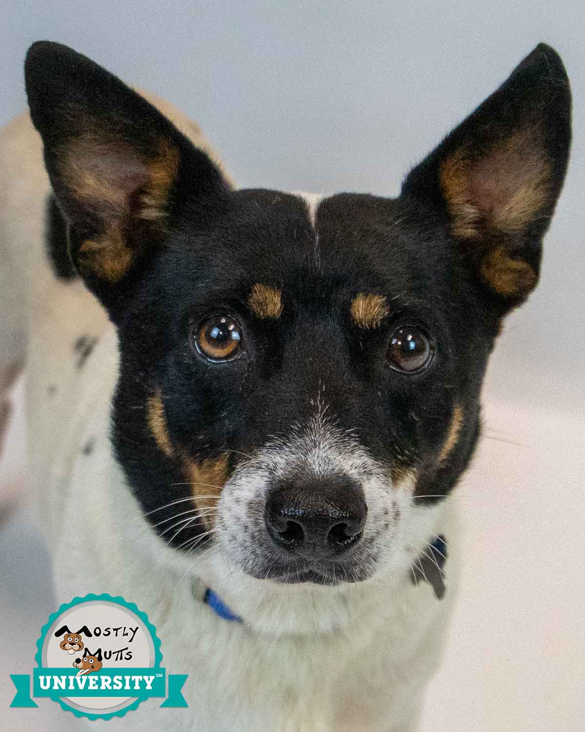 Alfalfa - Rat Terrier