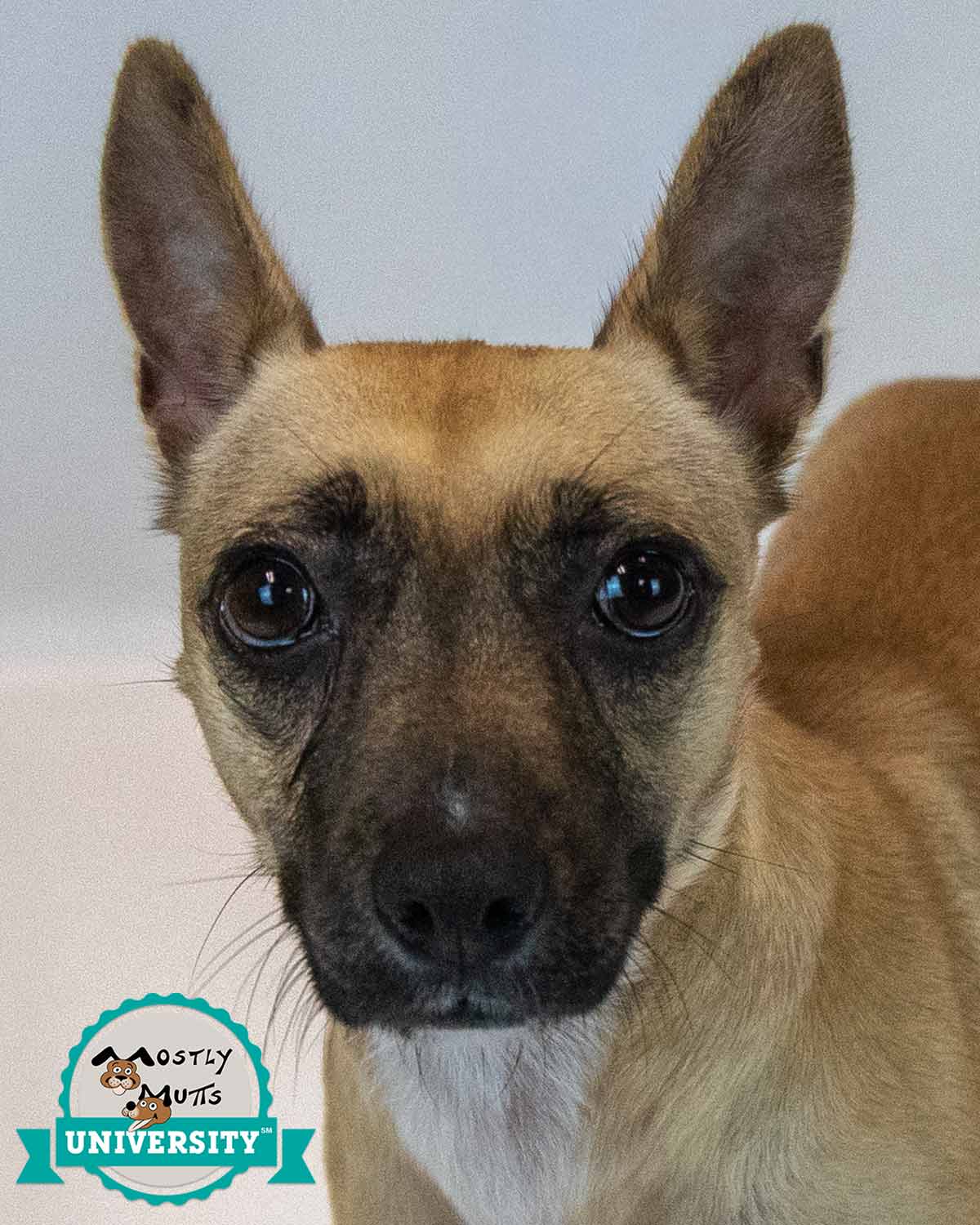 Delphina - Terrier