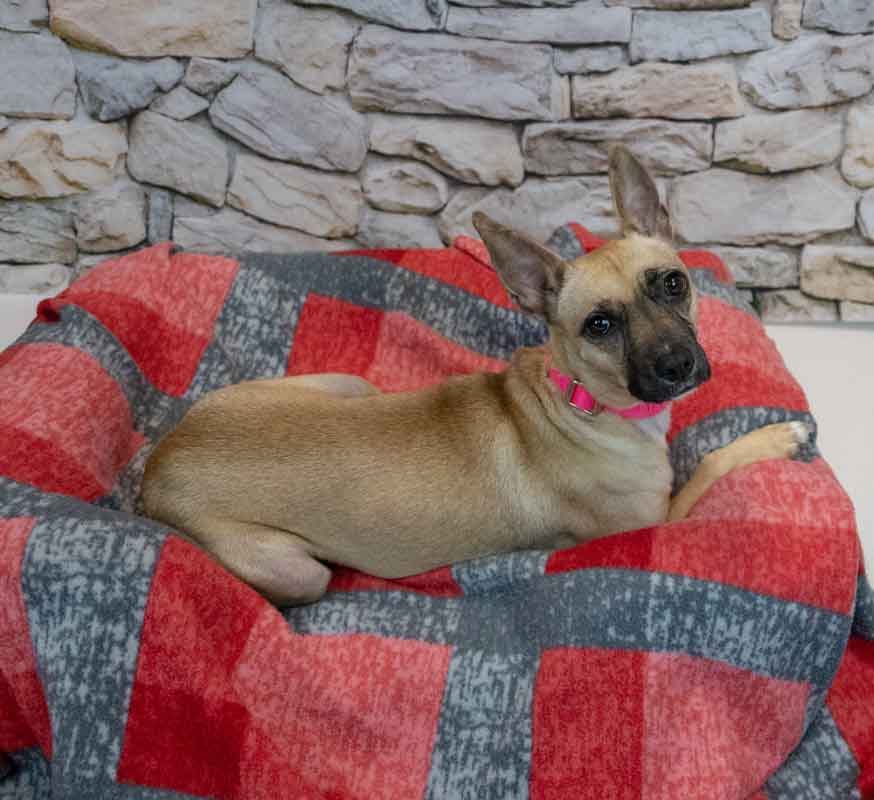 Delphina image 3