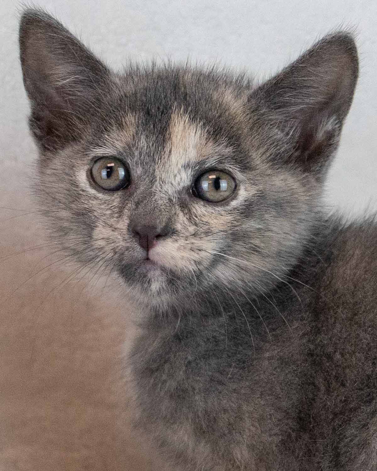 Beatrice