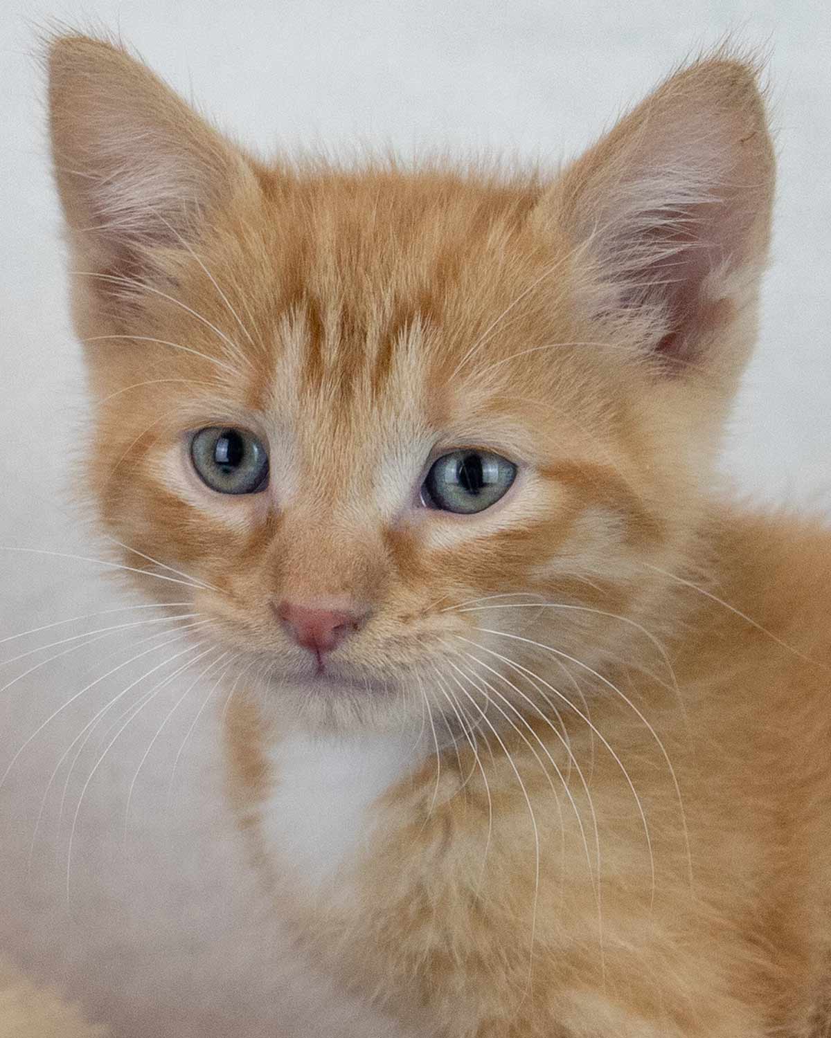 Benny - Domestic Short Hair