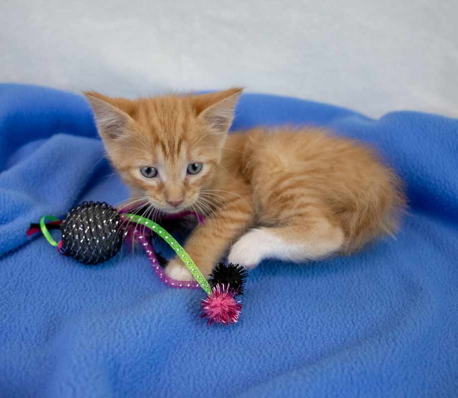 Benny image 2