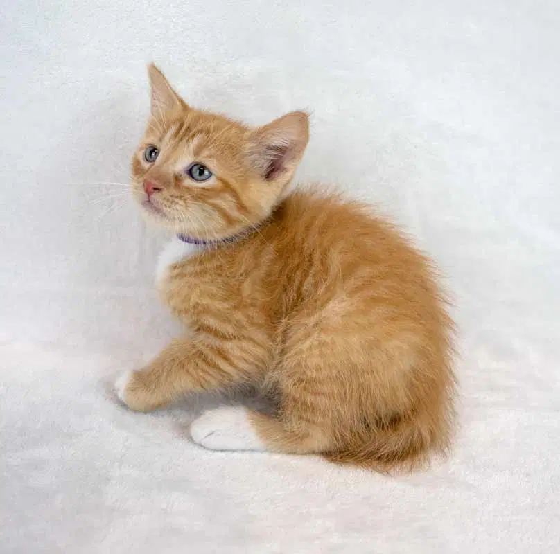 Benny image 4