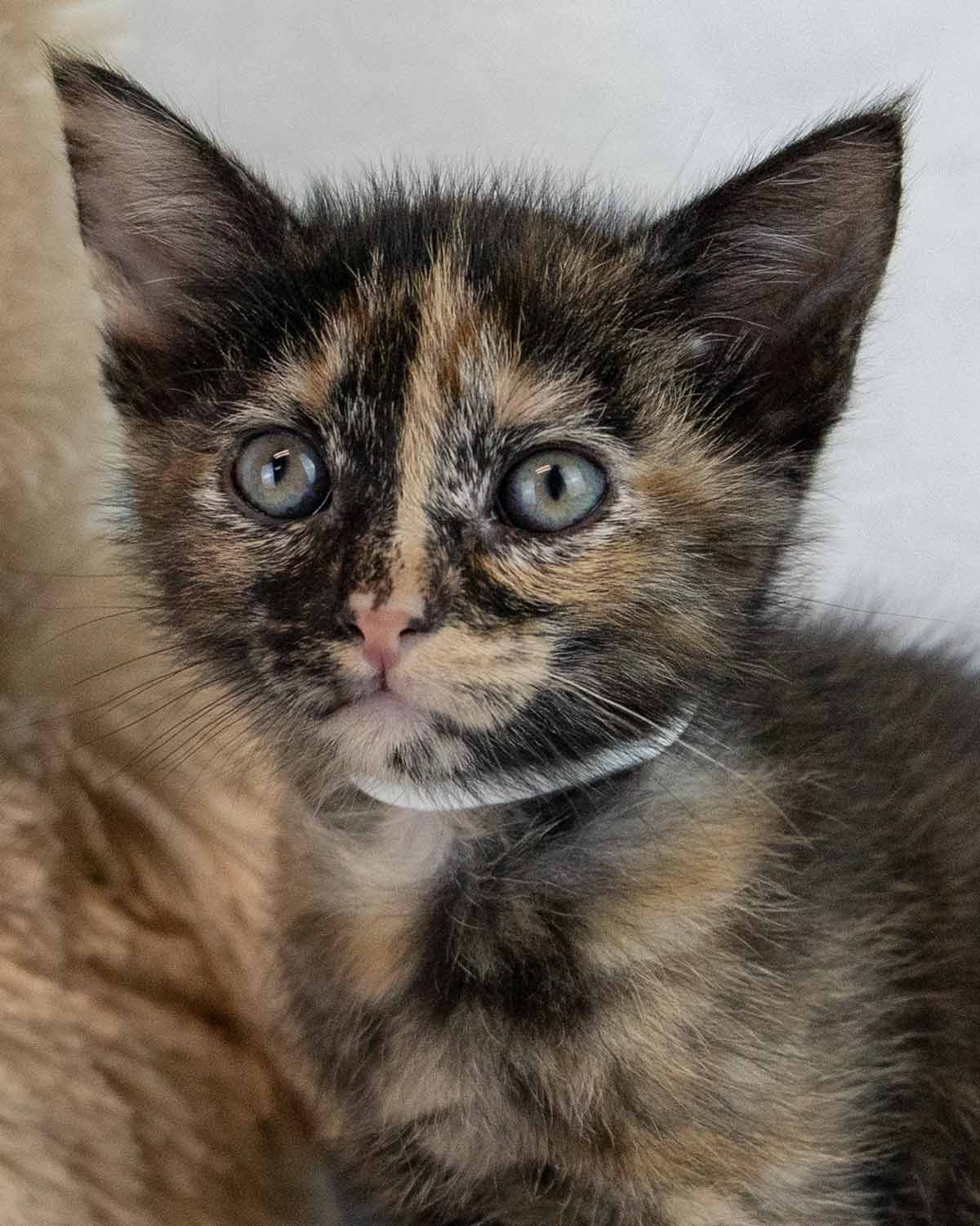 Imogene