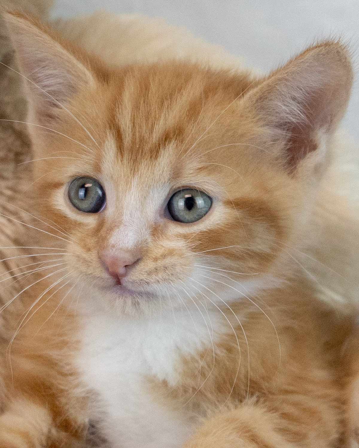 Puck - Domestic Short Hair