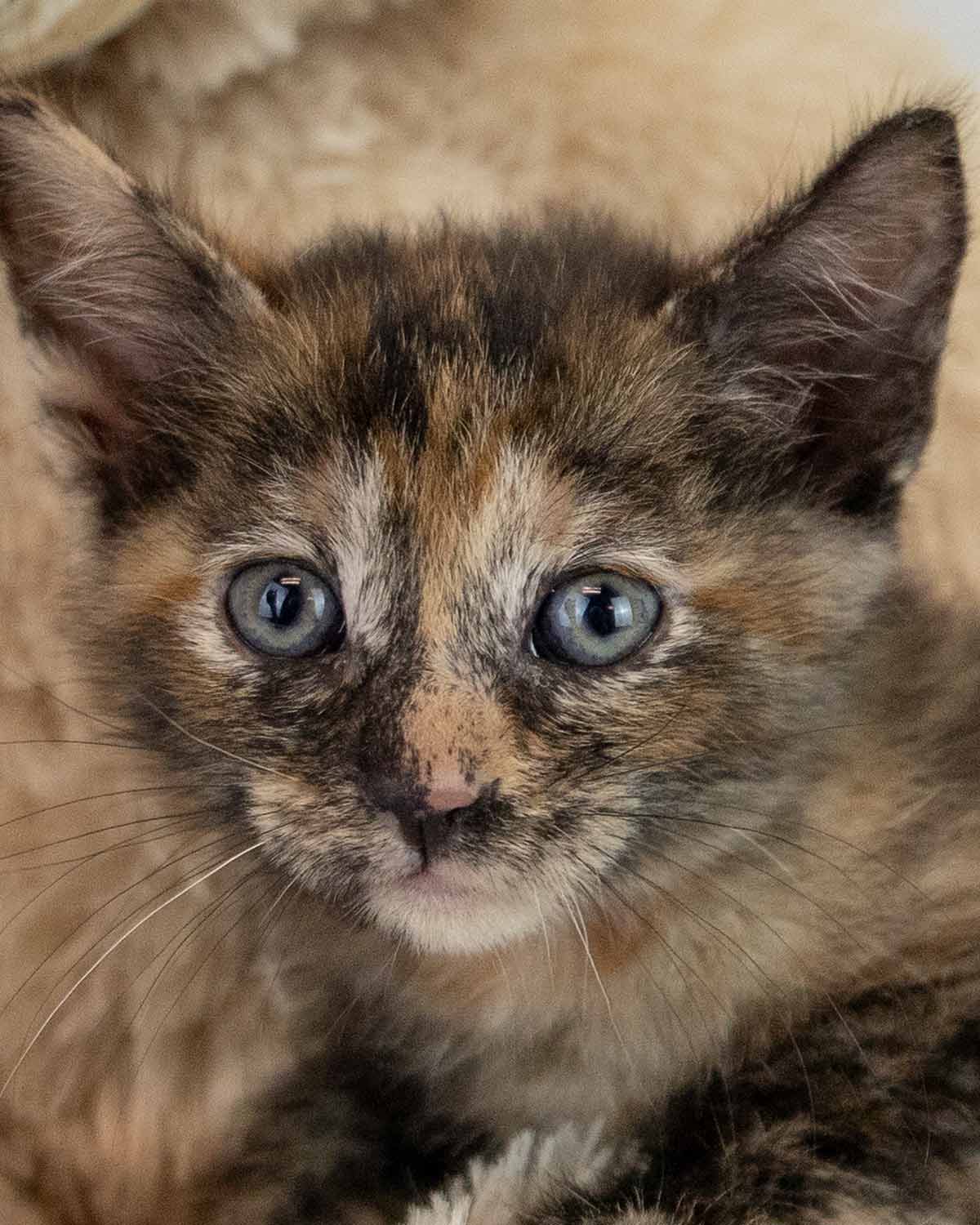 Roaslind - Domestic Short Hair