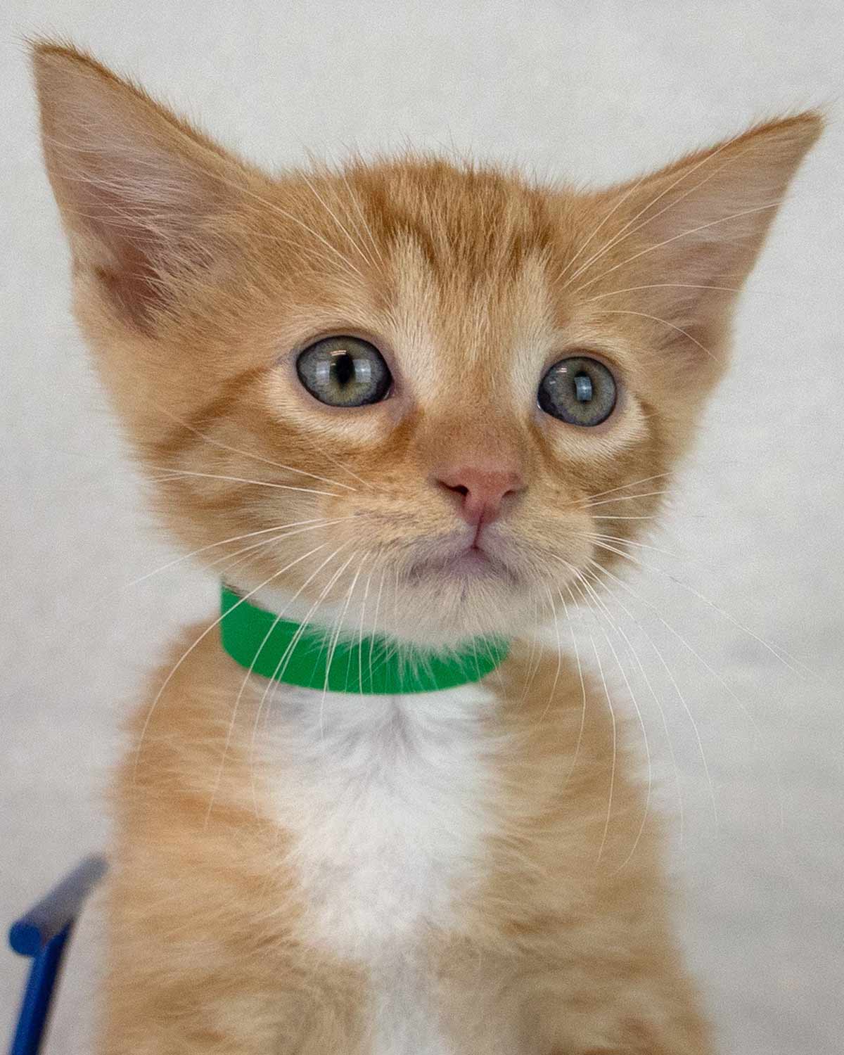 Toby