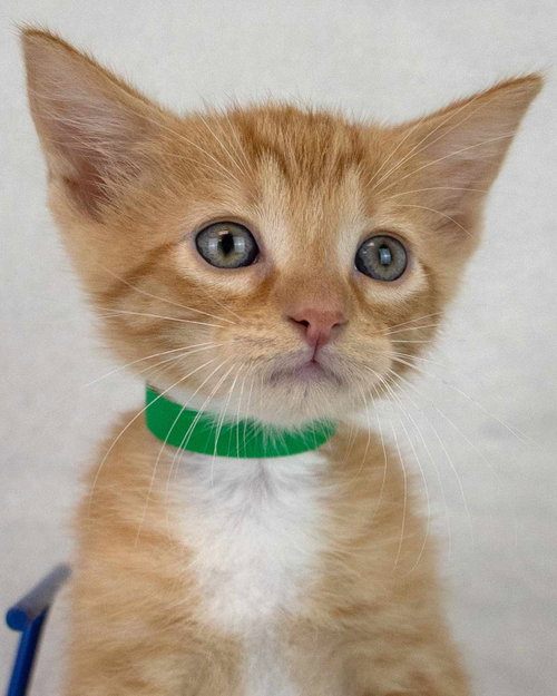 Toby, a cat for adoption from Mostly Mutts Animal Rescue & Adoption, Inc.