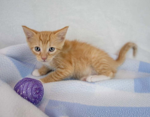 Photo 5 of Toby