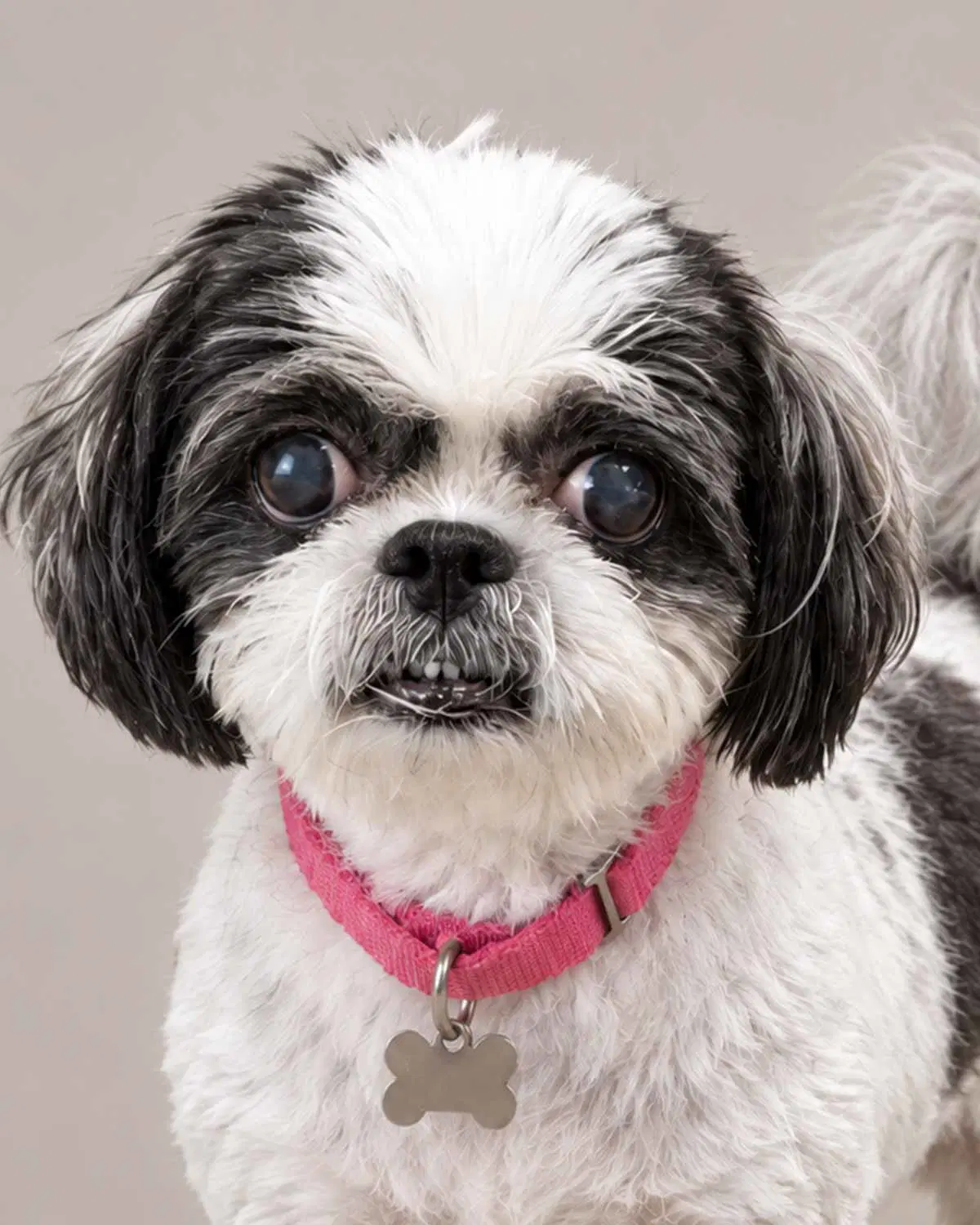 Edna - Shih Tzu