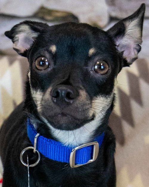 McDonald, a dog for adoption from Mostly Mutts Animal Rescue & Adoption, Inc.