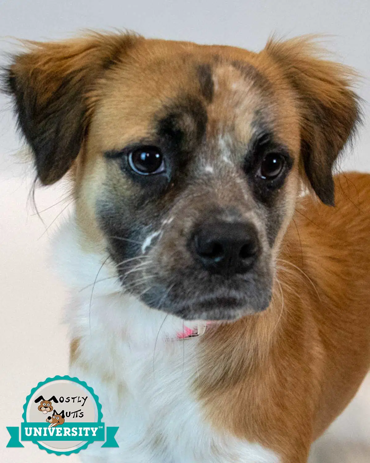Kaelie - Spaniel