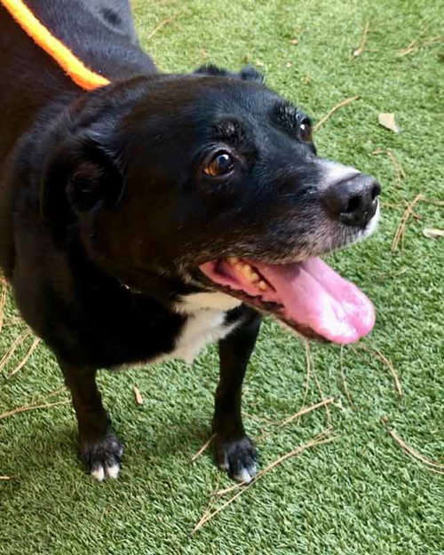 Photo 2 of Boomer
