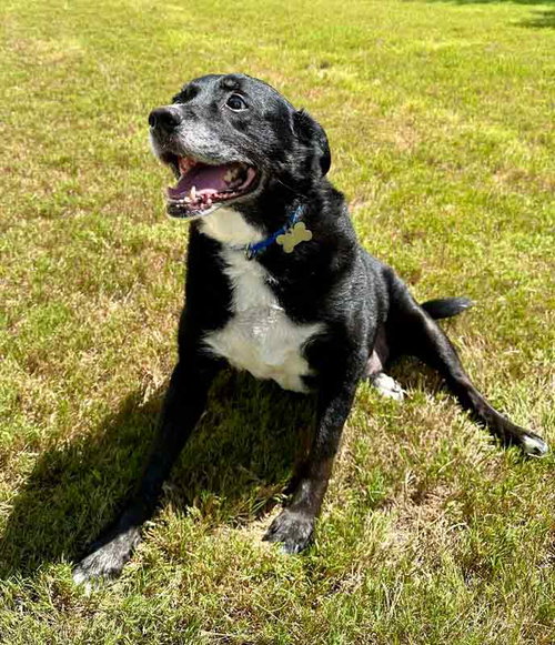 Photo 5 of Boomer