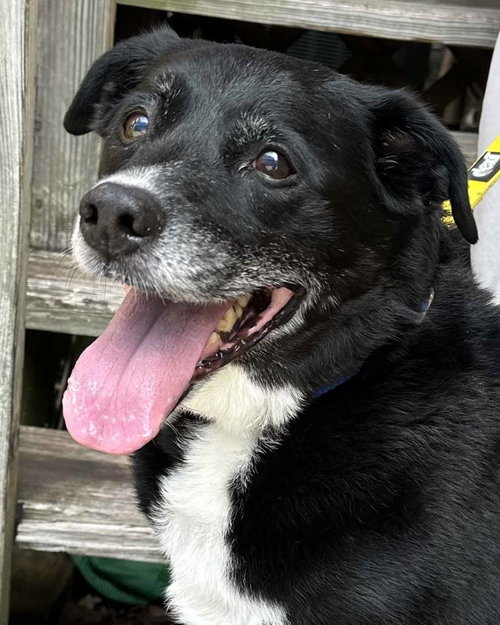 Boomer, a dog for adoption from Mostly Mutts Animal Rescue & Adoption, Inc.