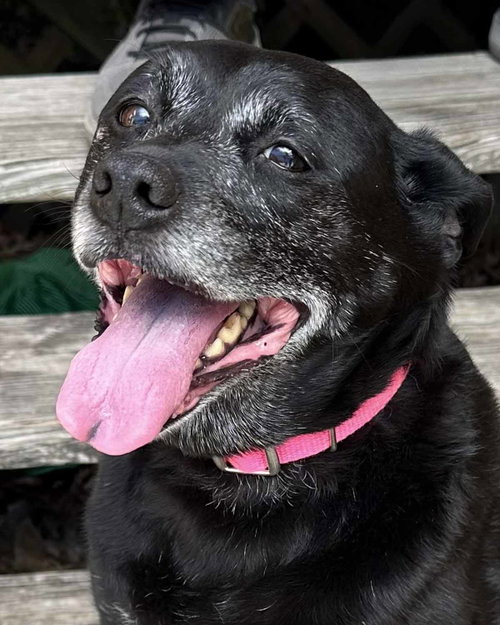 Vixey, a dog for adoption from Mostly Mutts Animal Rescue & Adoption, Inc.