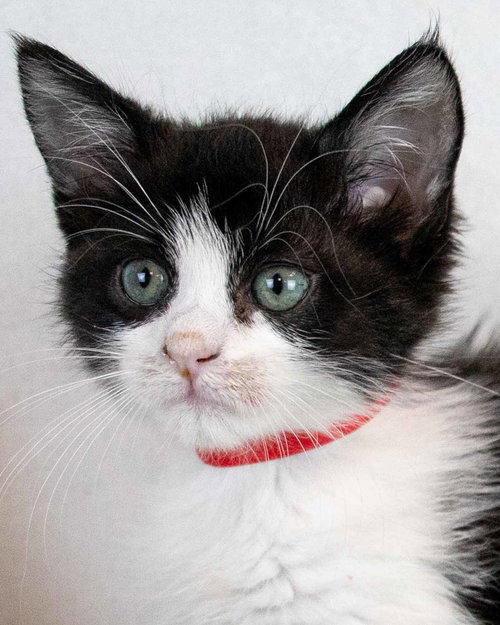 Kaden, a cat for adoption from Mostly Mutts Animal Rescue & Adoption, Inc.