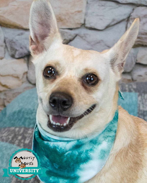 Kizzy, a dog for adoption from Mostly Mutts Animal Rescue & Adoption, Inc.