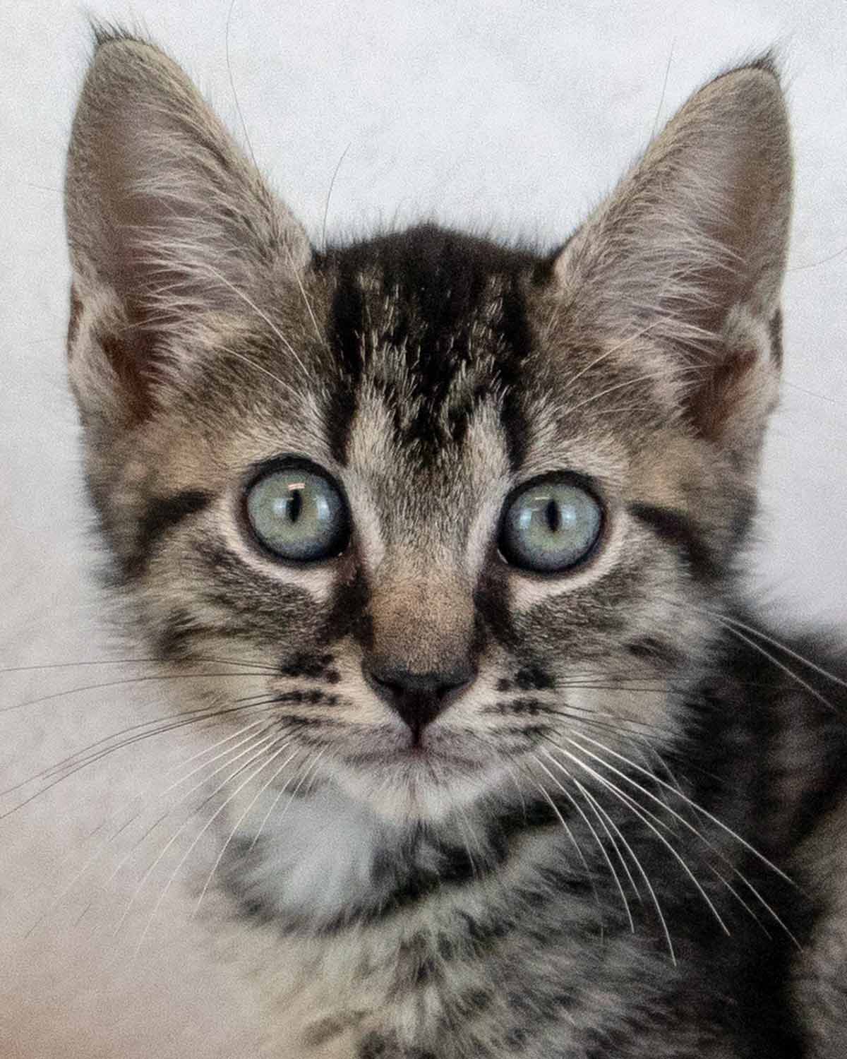 Dingo, Domestic Short Hair