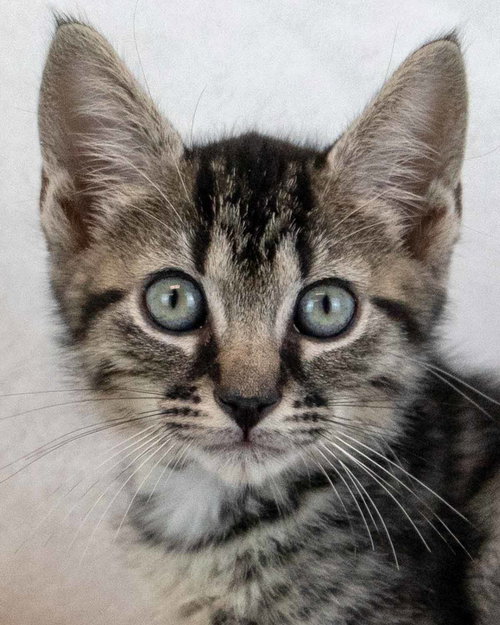Dingo, a cat for adoption from Mostly Mutts Animal Rescue & Adoption, Inc.