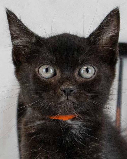 Emu, a cat for adoption from Mostly Mutts Animal Rescue & Adoption, Inc.