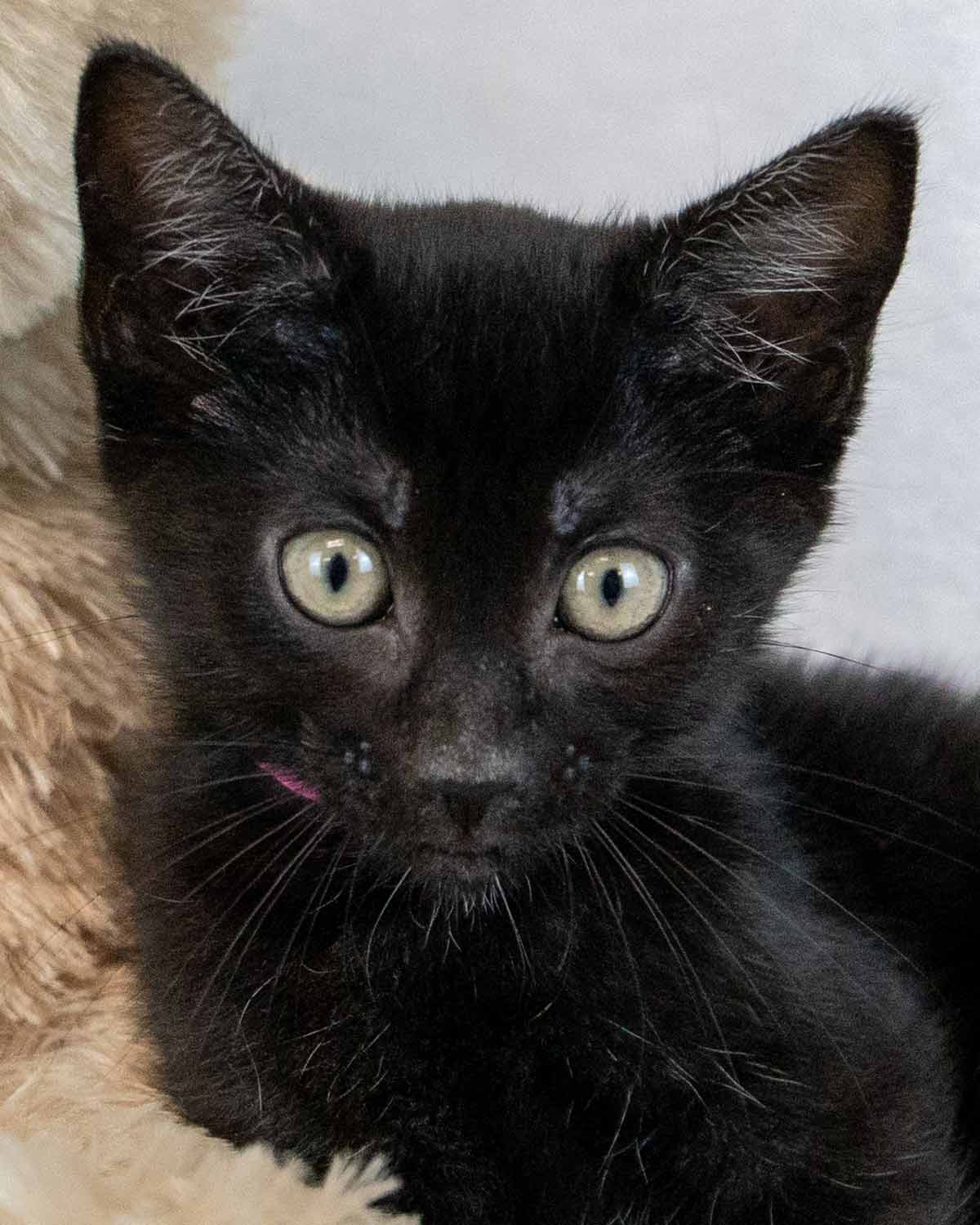 Kangaroo - Domestic Short Hair