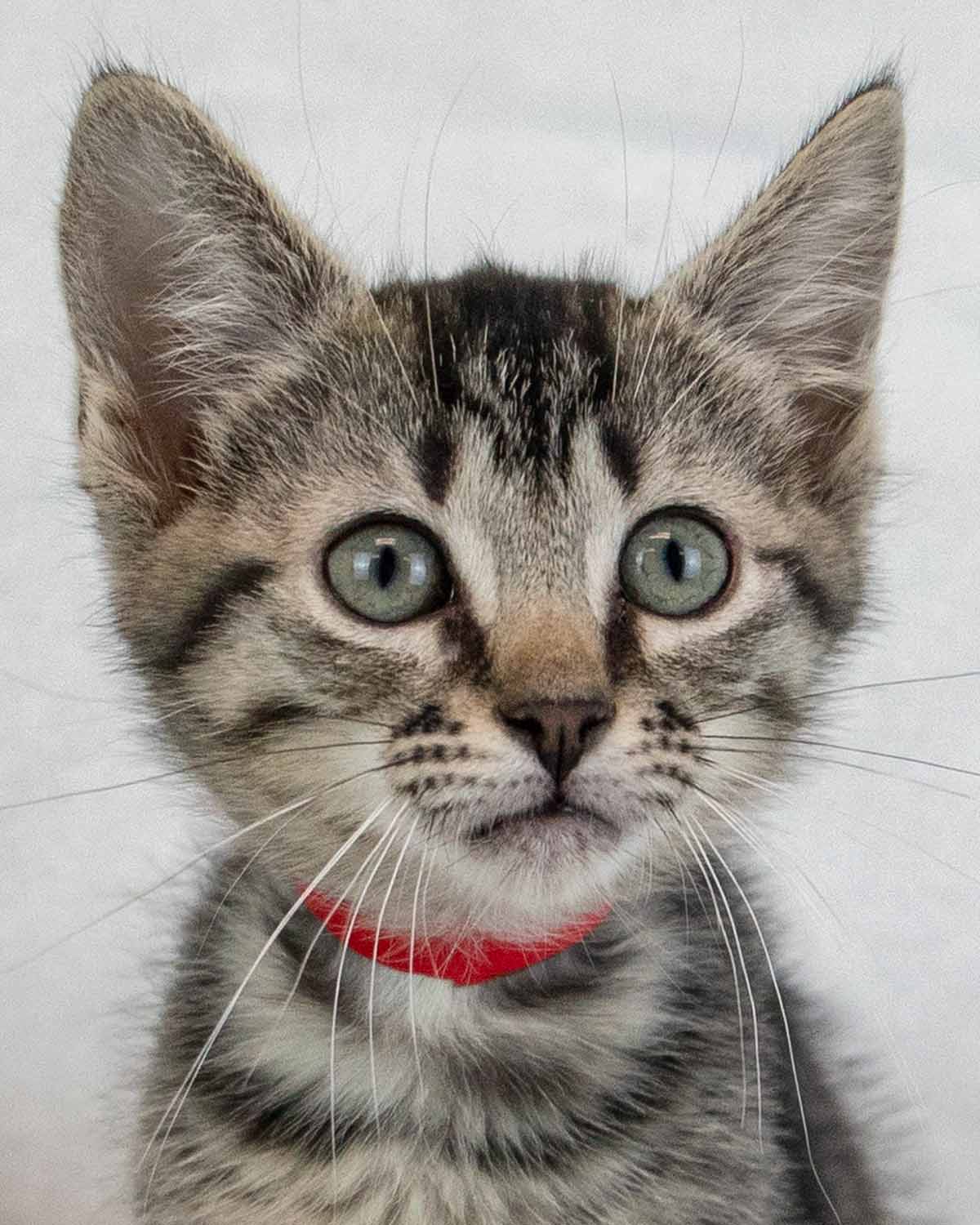 Koala - Domestic Short Hair