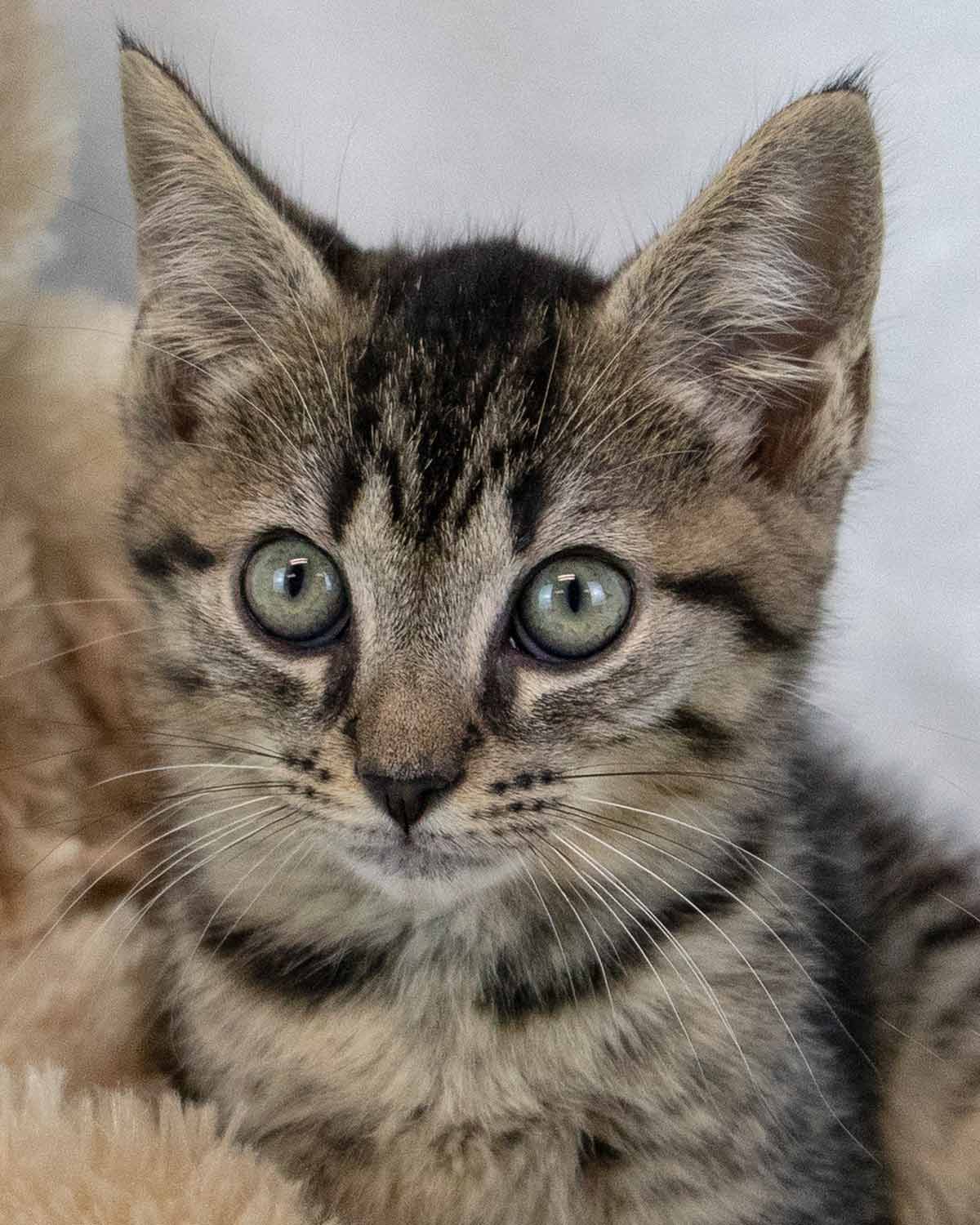 Tas - Domestic Short Hair