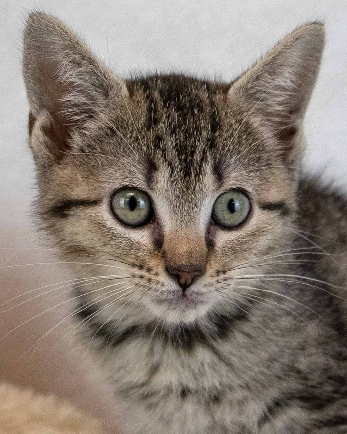 Wallaby - Domestic Short Hair