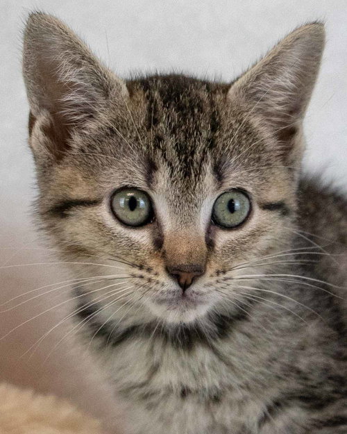 Wallaby, a cat for adoption from Mostly Mutts Animal Rescue & Adoption, Inc.