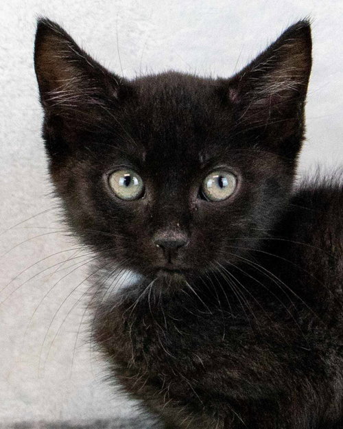 Wombat, a cat for adoption from Mostly Mutts Animal Rescue & Adoption, Inc.