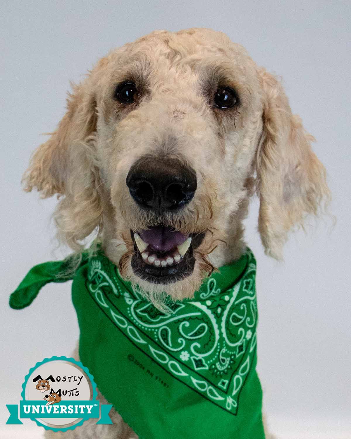Salvatore, Poodle (Standard)