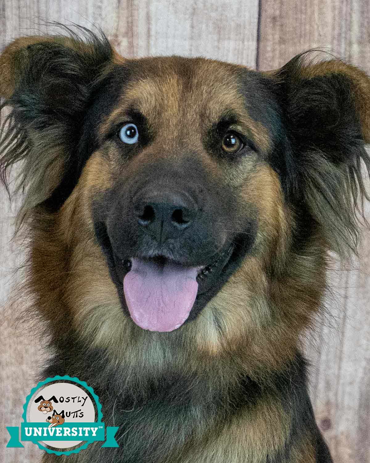 Sigmund, German Shepherd Dog