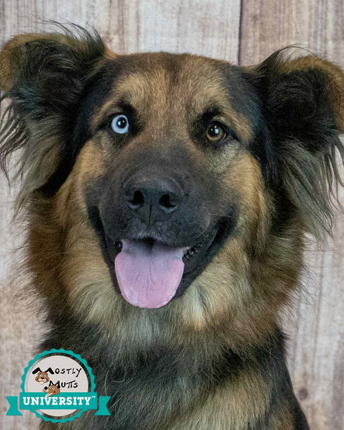 Sigmund, a dog for adoption from Mostly Mutts Animal Rescue & Adoption, Inc.